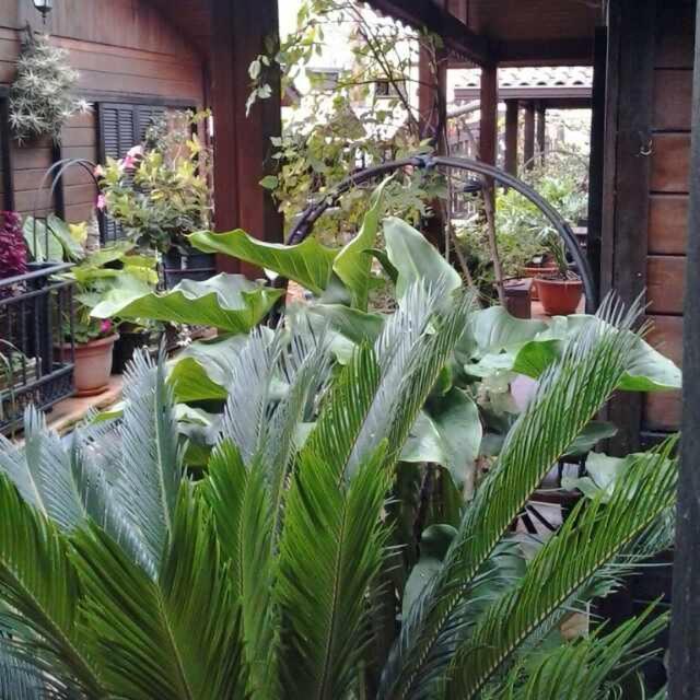 Cabanas Valle Verde Moya  Eksteriør billede